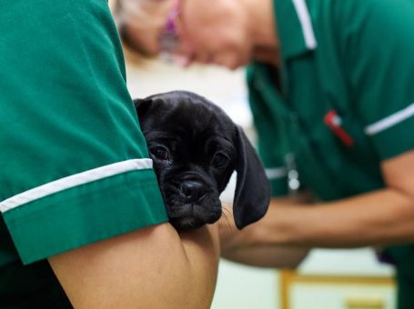Aquarius Veterinary Centre – Dedicated and Compassionate care for Pets