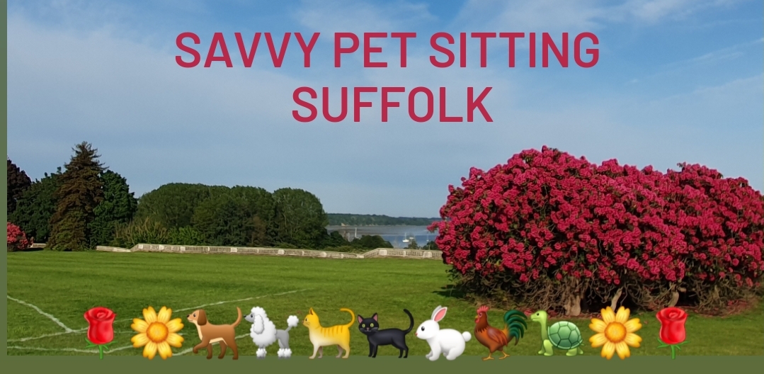 Savvy Pet Sitting Services - Walks, Talks, Treats