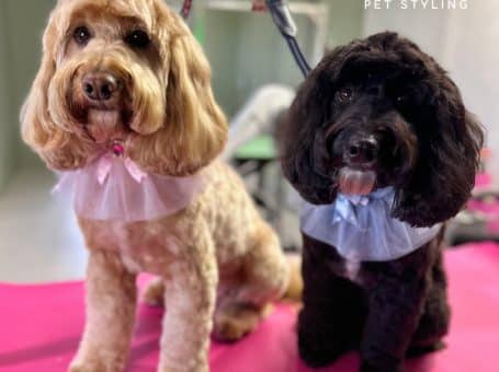 Beth’s Pet Styling – Happy Safe and Low Stress Dog Grooming
