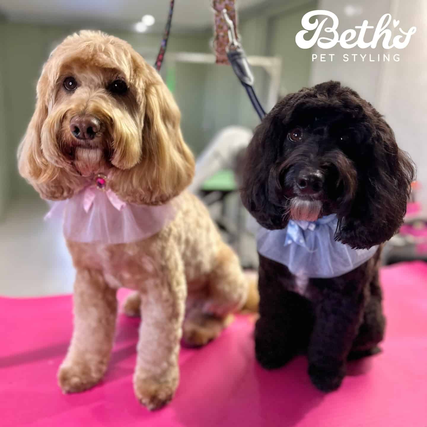 Beth’s Pet Styling - Happy Safe and Low Stress Dog Grooming
